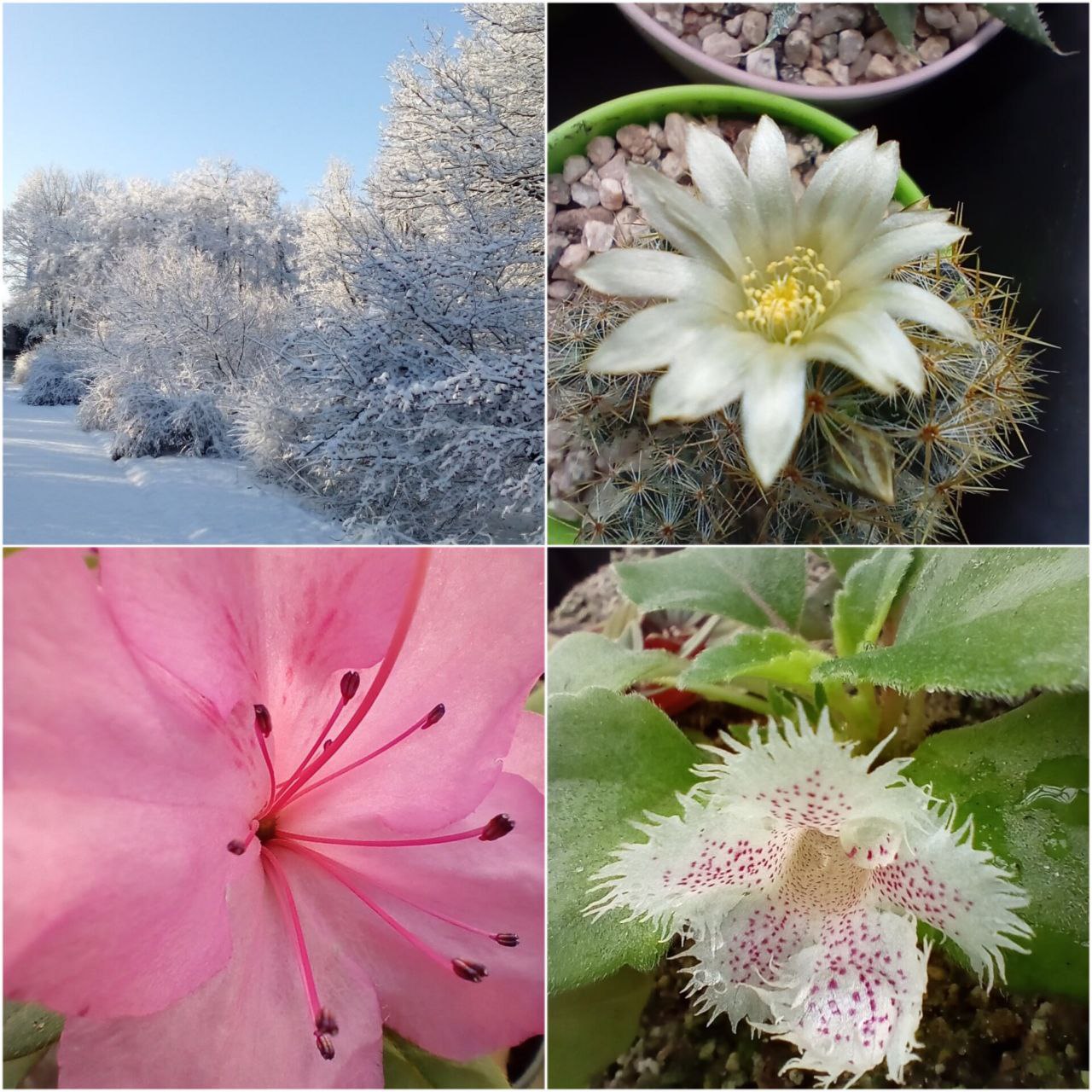 Мешканців Дніпра запрошують до ботсаду