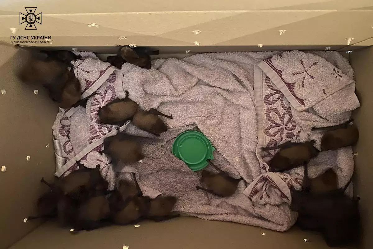 Рятувальники відловили 140 кажанів