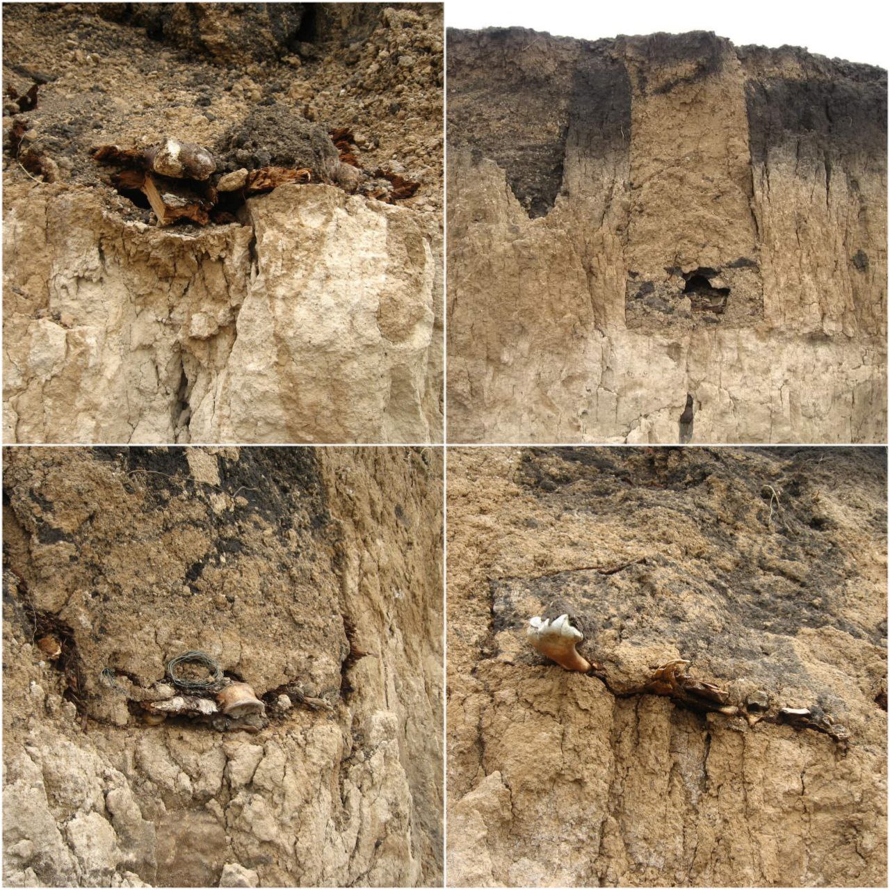 На срезе грунта видны захоронения и кости - фото: facebook.com/artemiy.kostyuk