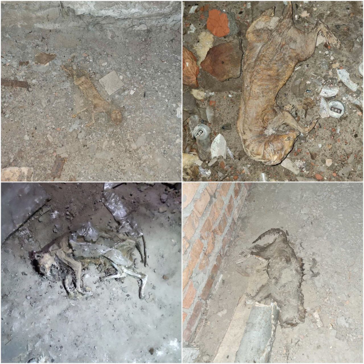 У Кам'янському на території ліцею виявили загиблих котів