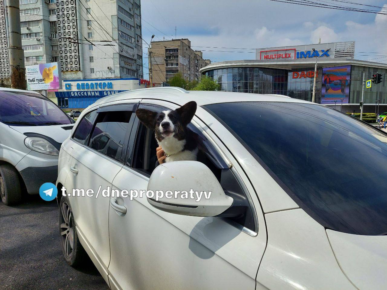 Хвостатые друзья ждали бургера в очереди