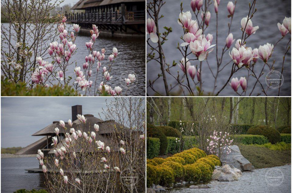 В парке Яхт-клуб Сечь расцвели магнолии - фото:.facebook.com/Валерий Кравченко