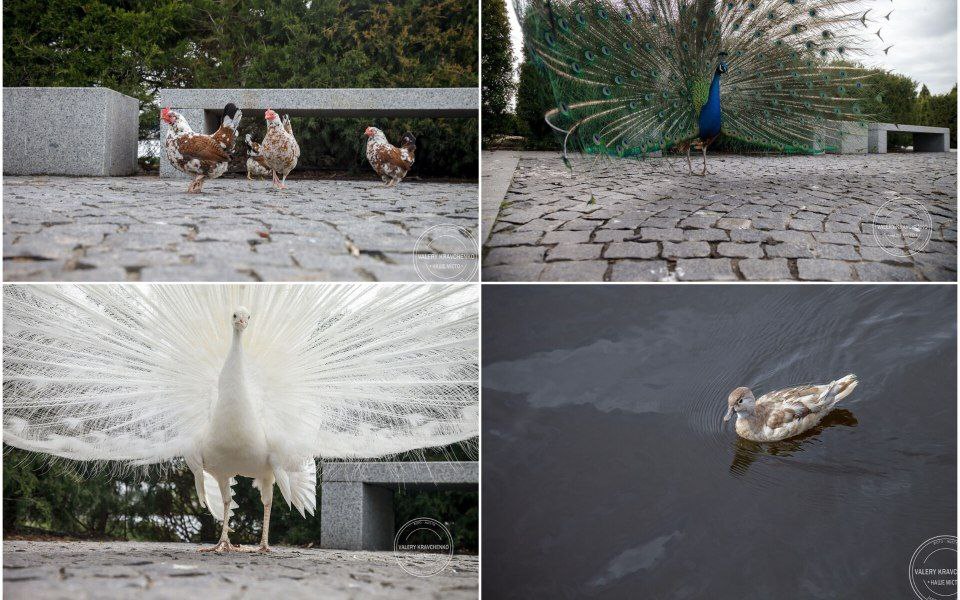 По парку разгуливают птицы - фото: facebook.com/Валерий Кравченко
