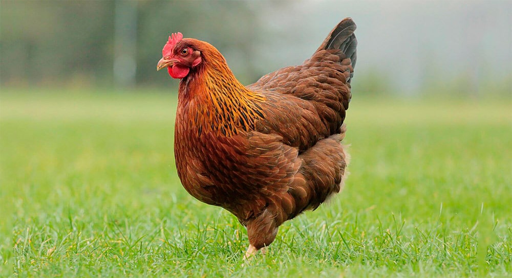 Запрет на ввоз в Днепр и область птиц и яиц из Польши -