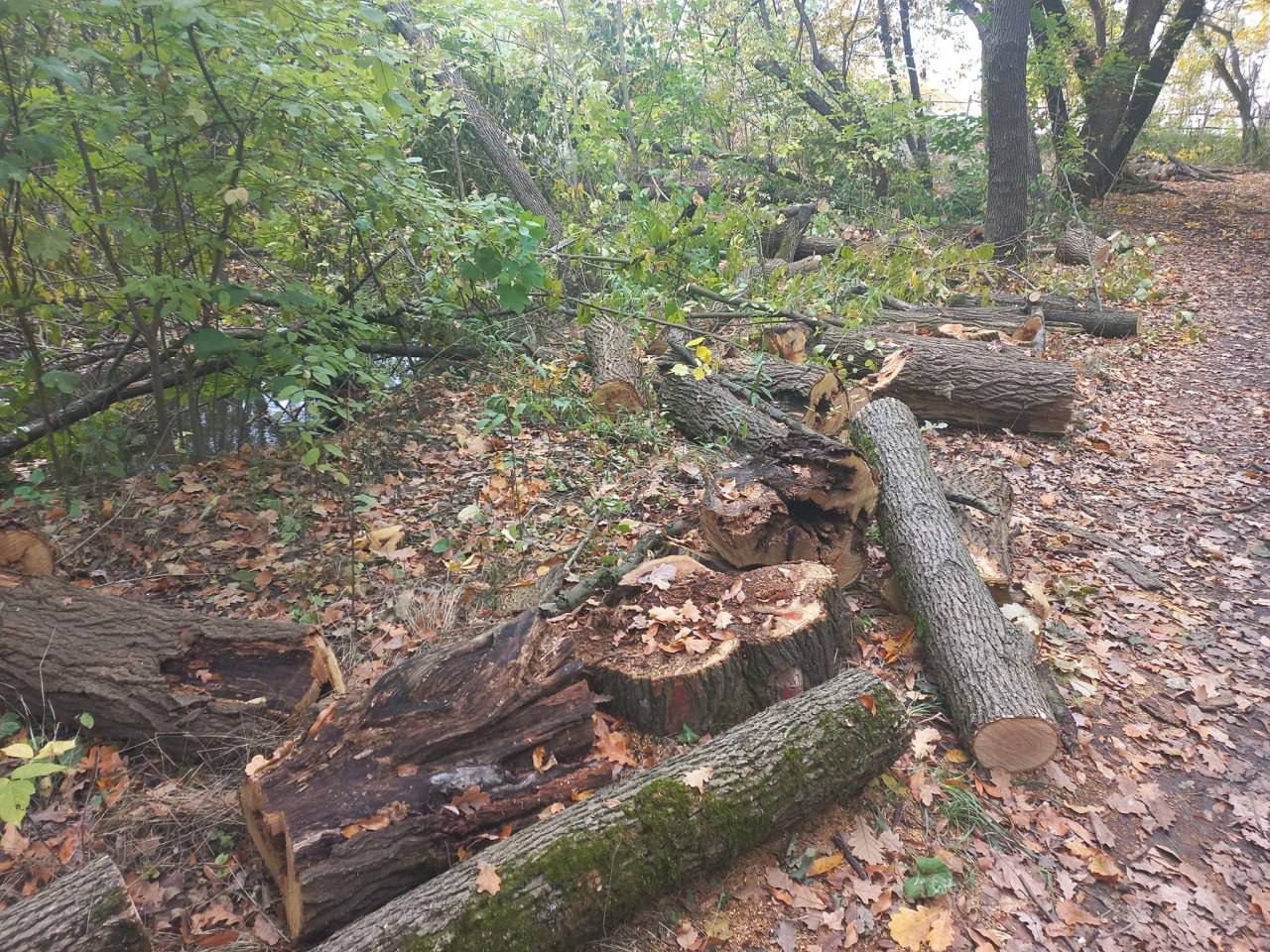 В лісгоспі назвали причину вирубки дерев у Тунельній балці в Дніпрі - || фото: gorod.dp.ua