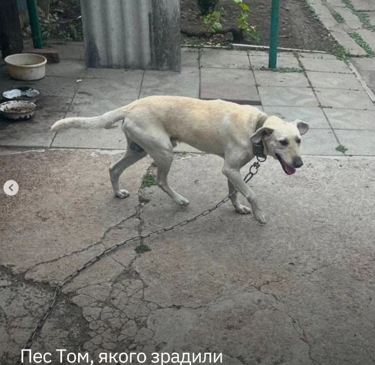 Пес, якого зрадили: історія про песика Тома, що живе у дніпровському притулку фото 3 2