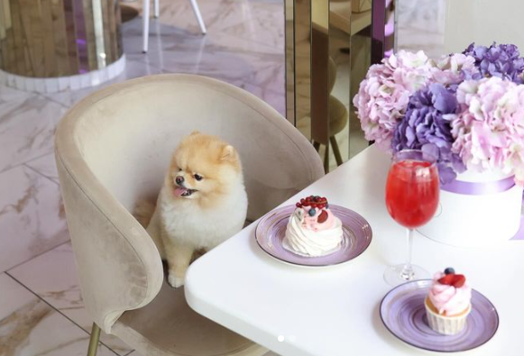 8 заведений в Днепре, куда можно сходить с домашними питомцами