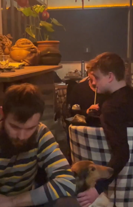 8 заведений в Днепре, куда можно сходить с домашними питомцами