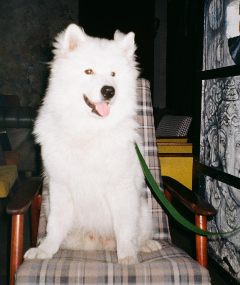 8 заведений в Днепре, куда можно сходить с домашними питомцами