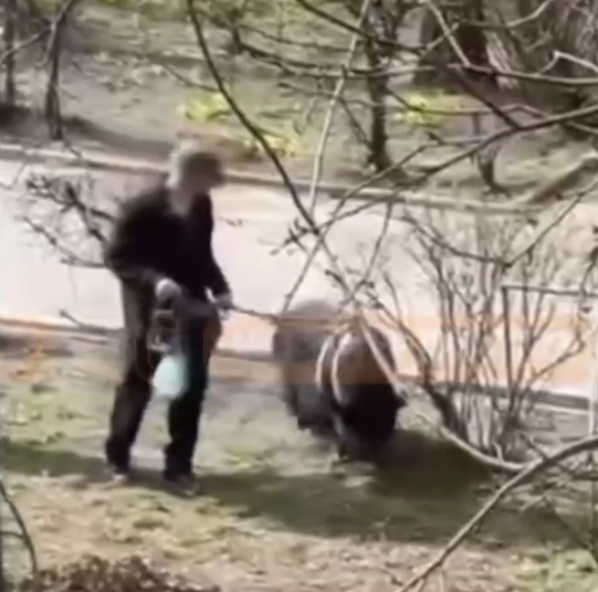 В Днепре на Левобережном-3 выгуливали курицу на поводке -