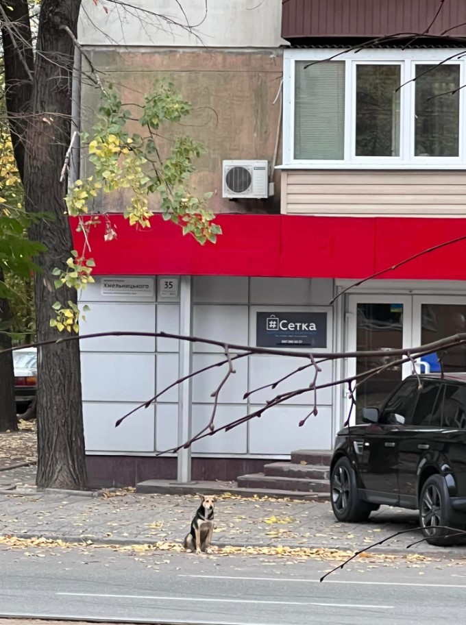 Новый Хатико: в Днепре пес ждет своего хозяина и ничего не ест