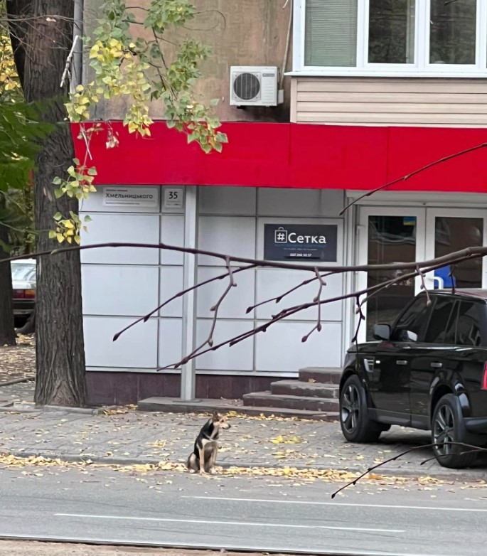 Новый Хатико: в Днепре пес ждет своего хозяина и ничего не ест