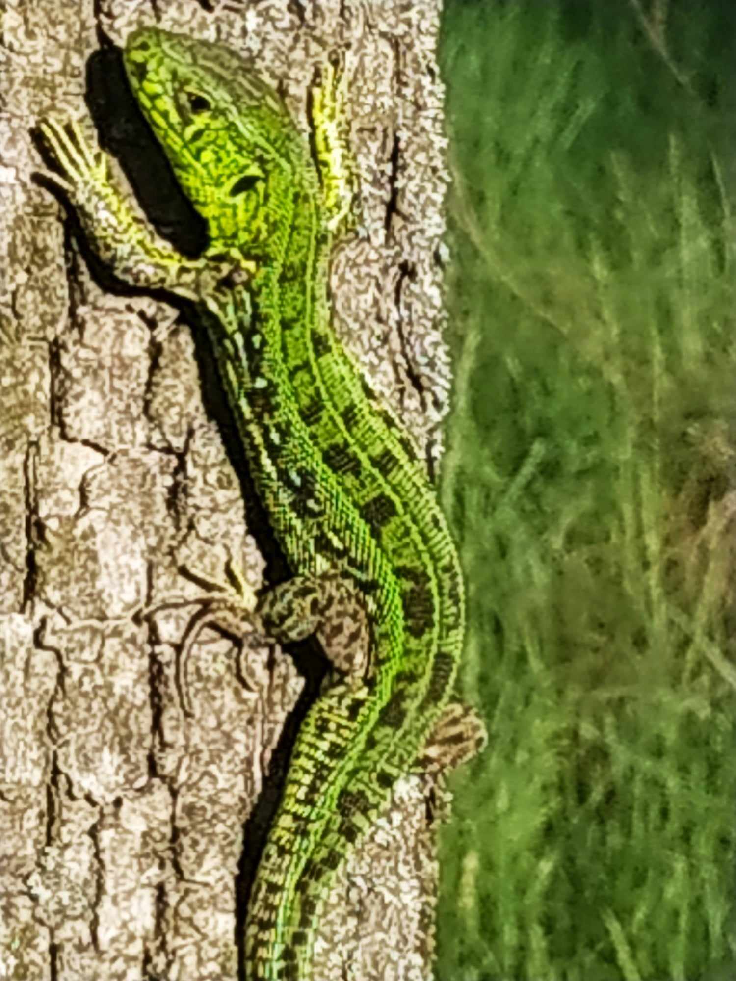 У Дніпрі зустріли зникаючий вид ящірок з Червоної книги