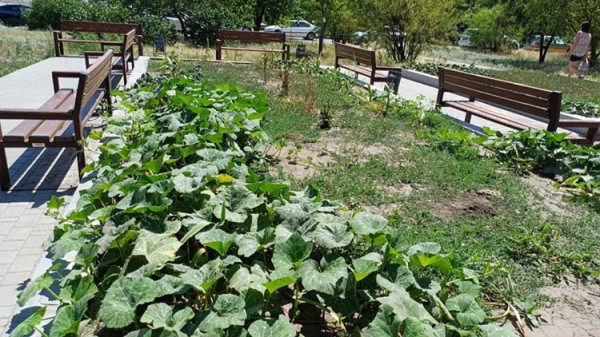 Жителі Дніпра висаджують овочі на занедбаних клумбах поблизу багатоповерхівок