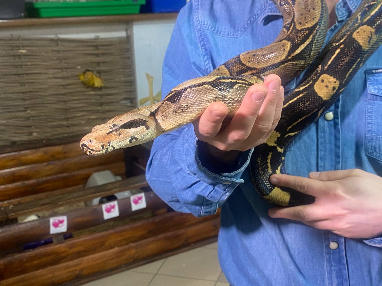 Военные привезли в Днепр императорского удава, заползшего к ним в окоп