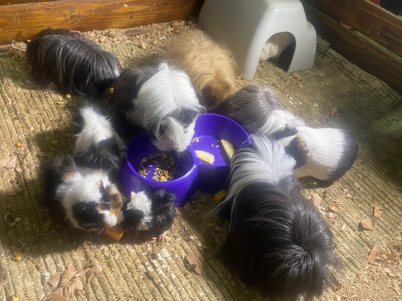 Военные привезли в Днепр императорского удава, заползшего к ним в окоп