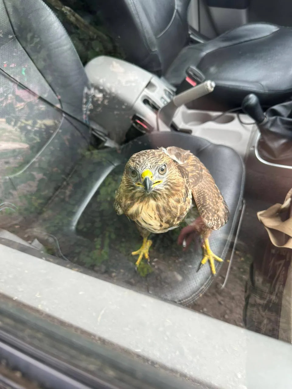 Получил второй шанс: в Днепре спасли раненого ястреба из Донбасса