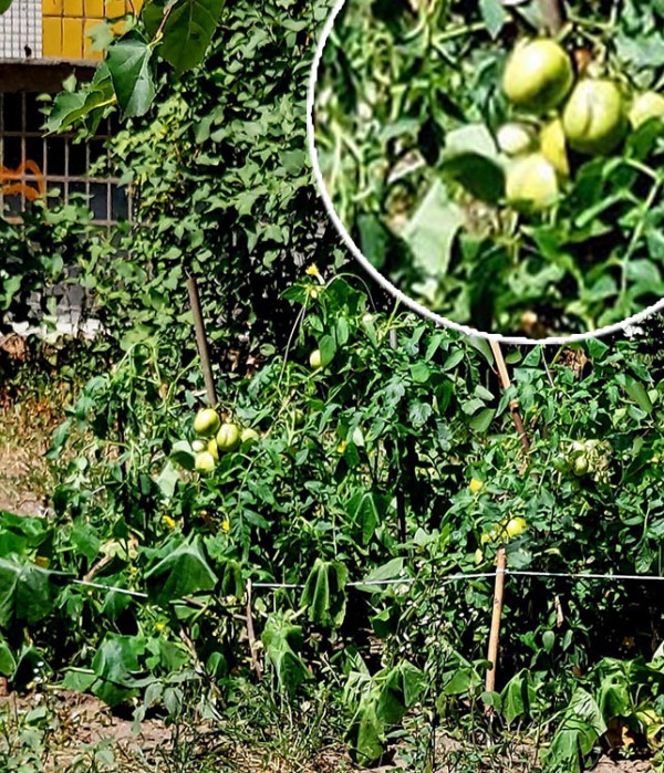 Жителі Дніпра висаджують овочі на занедбаних клумбах поблизу багатоповерхівок