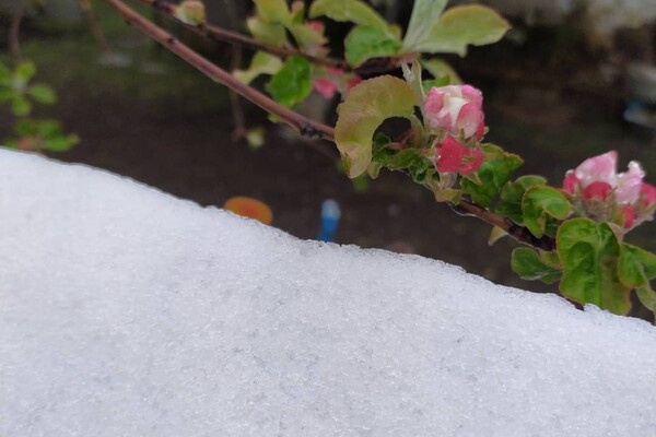 В Днепре выпал снег посреди апреля: смотри фото фото