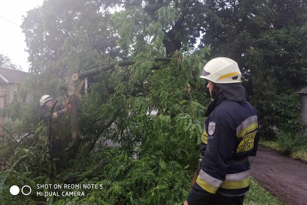 Последствия непогоды в Днепре: поваленные деревья, разбитые машины (фото) фото 1