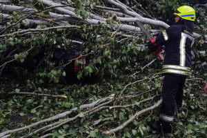 Последствия непогоды в Днепре: поваленные деревья, разбитые машины (фото) фото 4