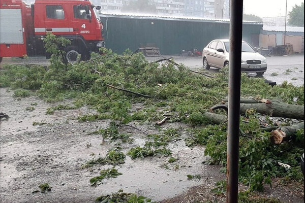 Последствия непогоды в Днепре: поваленные деревья, разбитые машины (фото) фото 7
