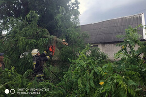 Последствия непогоды в Днепре: поваленные деревья, разбитые машины (фото) фото 10