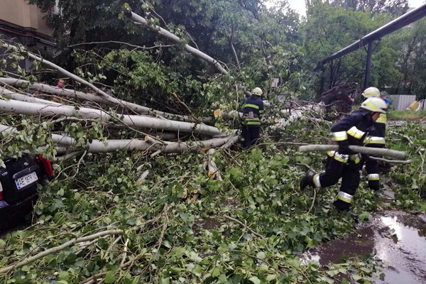 Последствия непогоды в Днепре: поваленные деревья, разбитые машины (фото) фото 13
