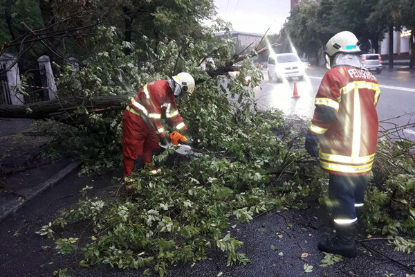 Последствия непогоды в Днепре: поваленные деревья, разбитые машины (фото) фото 14