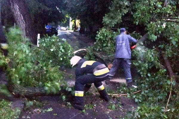Последствия непогоды в Днепре: поваленные деревья, разбитые машины (фото) фото 15
