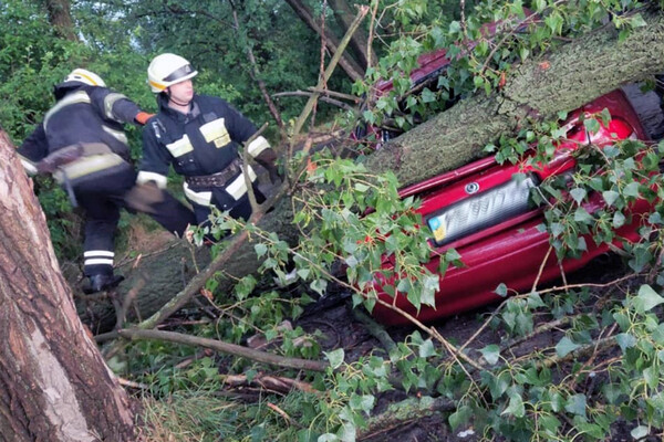 Последствия непогоды в Днепре: поваленные деревья, разбитые машины (фото) фото 18