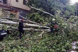 Последствия непогоды в Днепре: поваленные деревья, разбитые машины (фото) фото 19