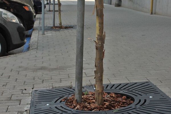 Больше зелени: на улице Шевченко высадили новые деревья фото