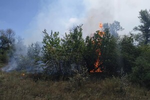 Тушили лопатами: на выходных горел Фрунзенский лес фото