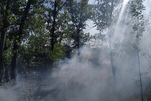 Тушили лопатами: на выходных горел Фрунзенский лес фото 2