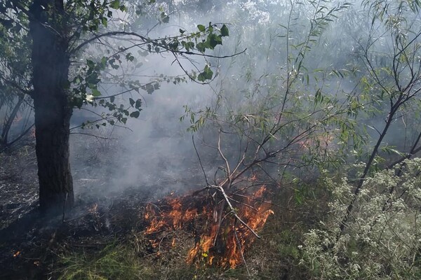 Тушили лопатами: на выходных горел Фрунзенский лес фото 1