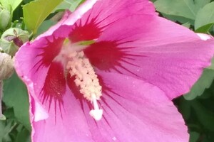 Успей насладиться: в ботсаду продолжают цвести растения (фото) фото 12