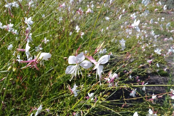 Успей насладиться: в ботсаду продолжают цвести растения (фото) фото 25