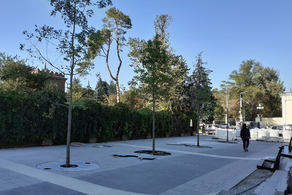 В бетон и щебень: как на Яворницкого высаживают деревья (фото) фото