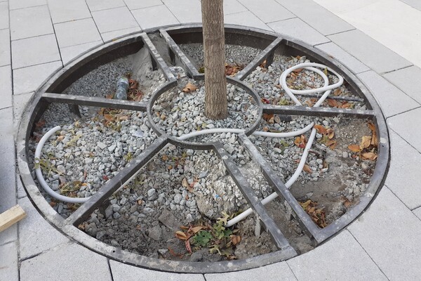 В бетон и щебень: как на Яворницкого высаживают деревья (фото) фото 1