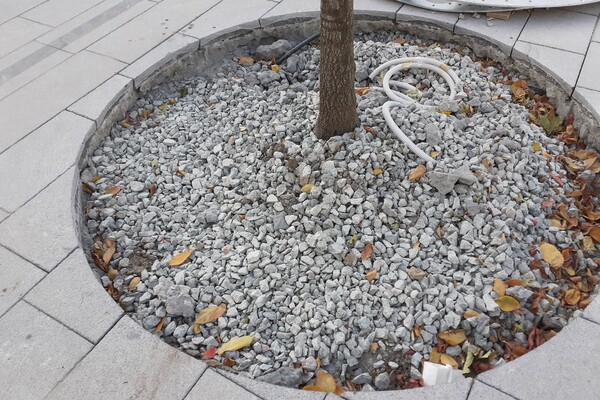 В бетон и щебень: как на Яворницкого высаживают деревья (фото) фото 4
