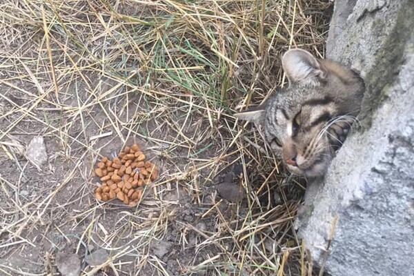 В Авангарде из бетонной плиты достали кота: он застрял в ловушке фото