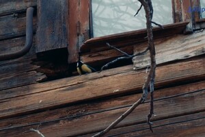 Стены рушатся, а в крыше дыры: как живут люди в последнем деревянном доме в Днепре фото 11