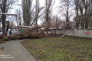 Провода висят над головой: возле школы на Каруны упало огромное дерево (фото) фото