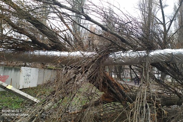 Провода висят над головой: возле школы на Каруны упало огромное дерево (фото) фото 2
