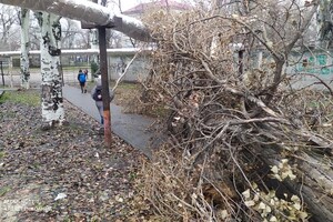 Провода висят над головой: возле школы на Каруны упало огромное дерево (фото) фото 4