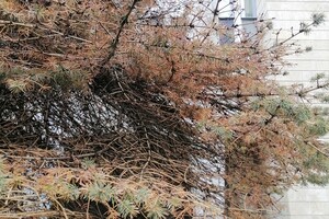 Почему так: у здания горсовета Днепра погибают огромные елки фото