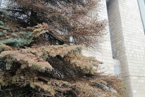 Почему так: у здания горсовета Днепра погибают огромные елки фото 1