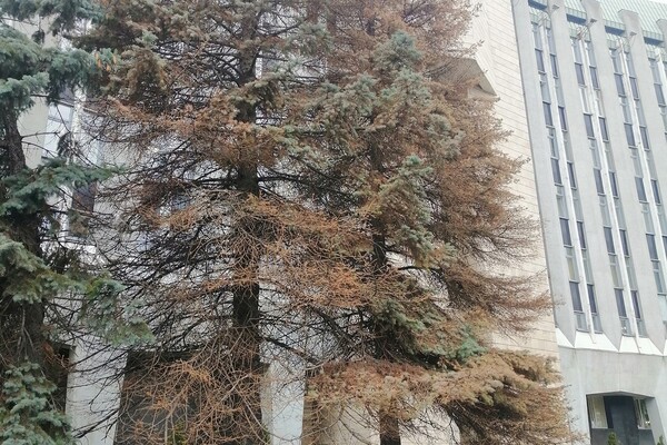 Почему так: у здания горсовета Днепра погибают огромные елки фото 2