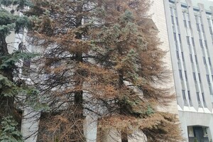 Почему так: у здания горсовета Днепра погибают огромные елки фото 2